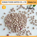 Exports Egyptian Best Quality Light Speckled Kidney Beans